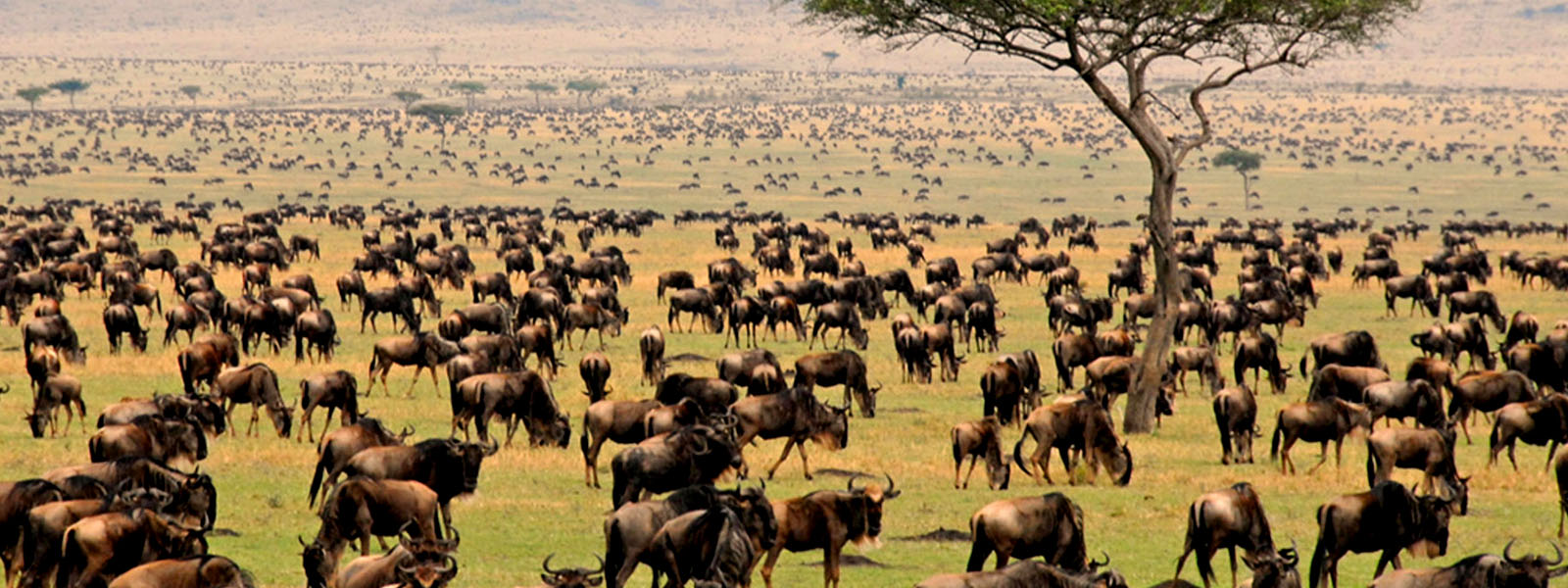 Serengeti Migration safaris - Tukutane Porini Safaris
